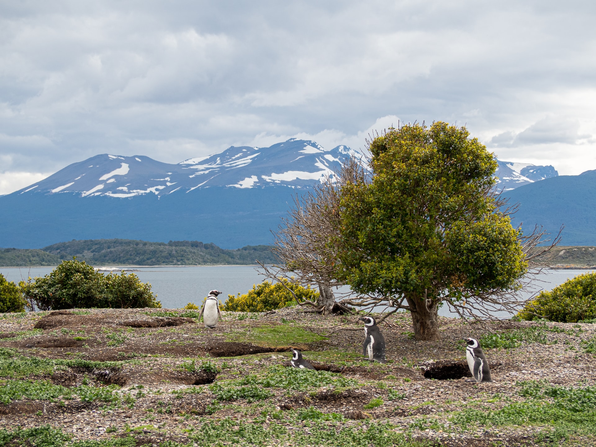 El INFUETUR lanza "Quedate en Casa y disfrutá Tierra del Fuego", un recorrido virtual por las bellezas del Fin del Mundo