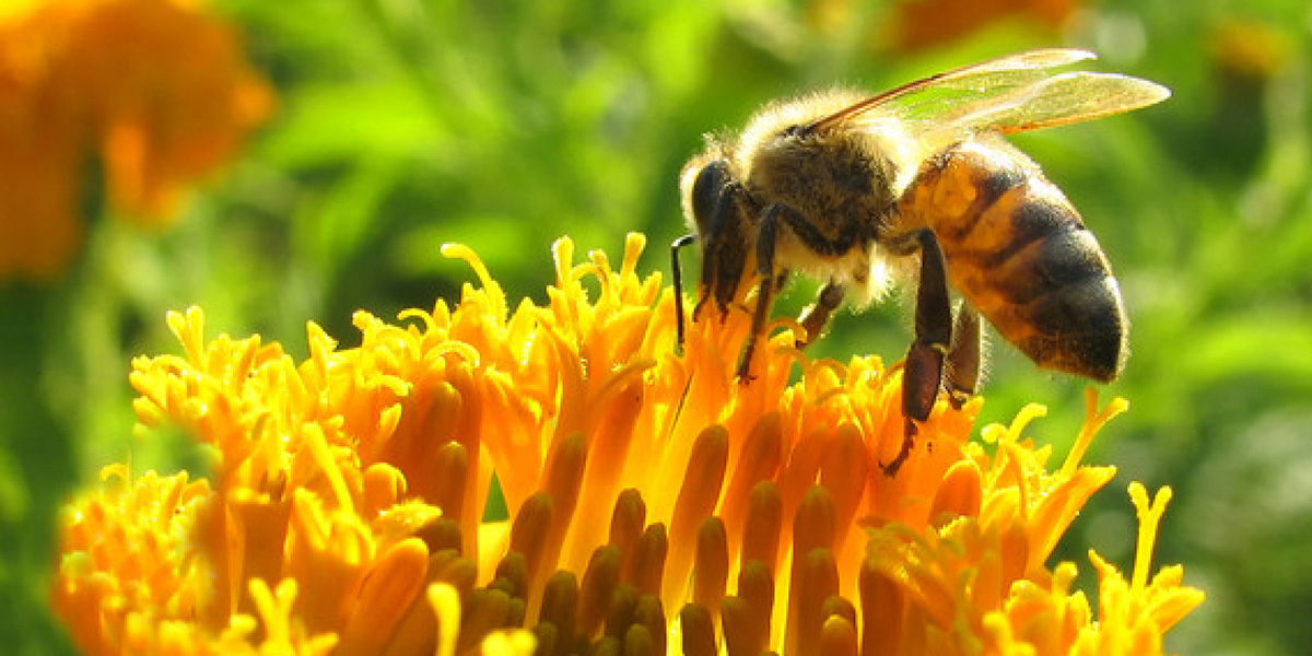 Buscan declarar a las abejas patrimonio natural